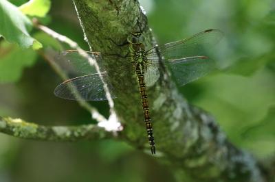 <i>Aeshna affinis</i>