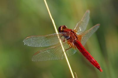 <i>Crocothemis erythraea</i>
