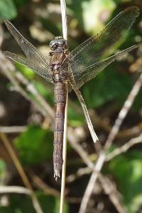 <i>Orthetrum brunneum</i>