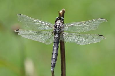 <i>Orthetrum albistylum</i>