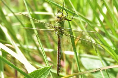 <i>Anax imperator</i>