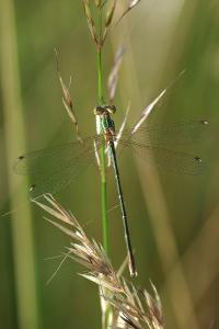 <i>Lestes barbarus</i>