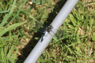 <i>Libellula fulva</i>