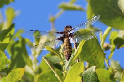 <i>Libellula depressa</i>