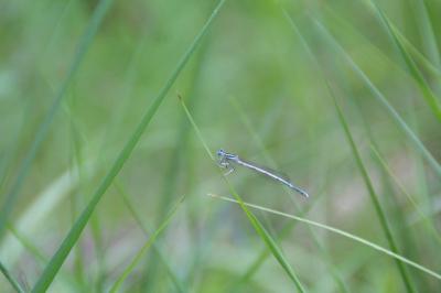 <i>Platycnemis pennipes</i>