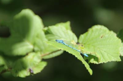 <i>Coenagrion puella</i>