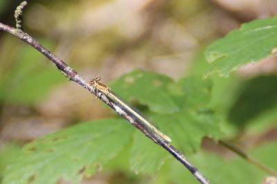 <i>Platycnemis pennipes</i>