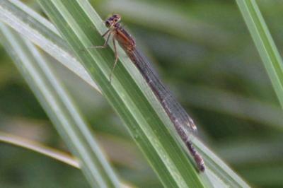 <i>Ischnura elegans</i>