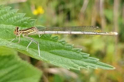 <i>Platycnemis pennipes</i>