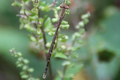 <i>Lestes barbarus</i>