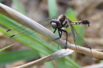 <i>Orthetrum albistylum</i>