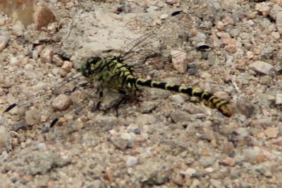 <i>Onychogomphus forcipatus</i>