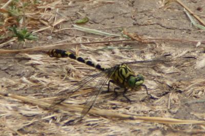 <i>Onychogomphus forcipatus</i>