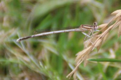 <i>Platycnemis pennipes</i>