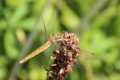 <i>Orthetrum coerulescens</i>