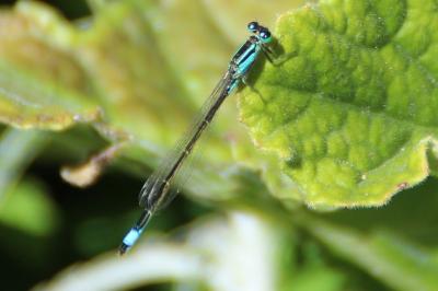 <i>Ischnura elegans</i>