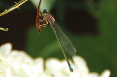 <i>Ischnura elegans</i>