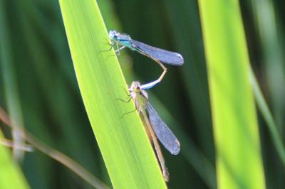 <i>Ischnura elegans</i>
