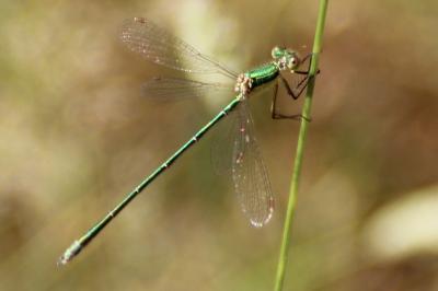 <i>Lestes virens</i>