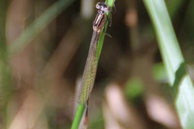 <i>Ischnura elegans</i>