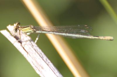 <i>Platycnemis pennipes</i>