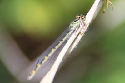 <i>Enallagma cyathigerum</i>