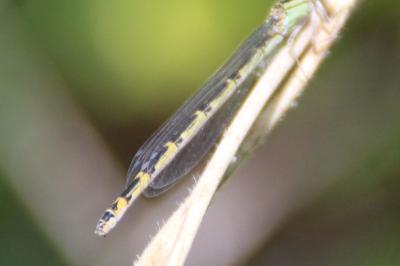 <i>Enallagma cyathigerum</i>