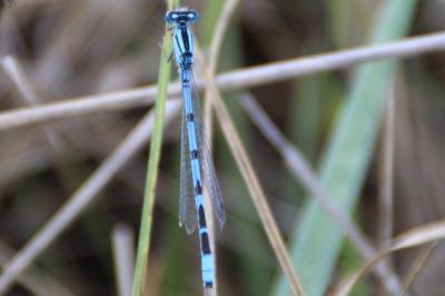 <i>Enallagma cyathigerum</i>