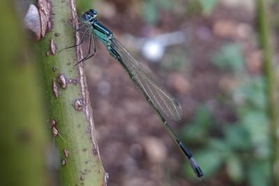 <i>Ischnura elegans</i>