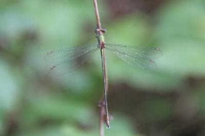 <i>Chalcolestes viridis</i>