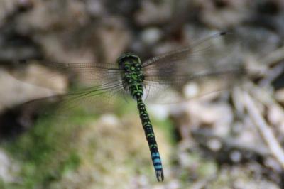 <i>Aeshna cyanea</i>