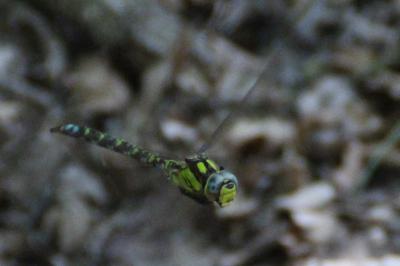 <i>Aeshna cyanea</i>