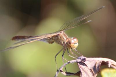 <i>Sympetrum meridionale</i>