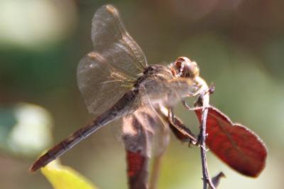 <i>Sympetrum meridionale</i>