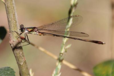 <i>Chalcolestes viridis</i>