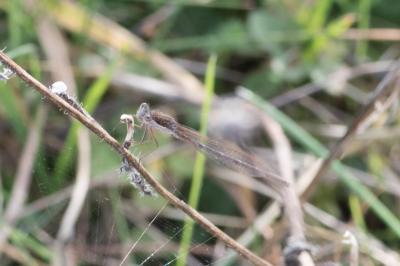 <i>Sympecma fusca</i>