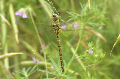 <i>Aeshna affinis</i>