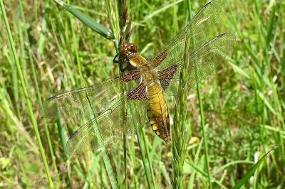 <i>Libellula depressa</i>