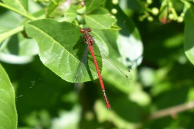 <i>Pyrrhosoma nymphula</i>