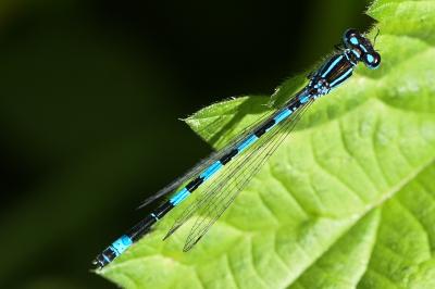 <i>Coenagrion mercuriale</i>