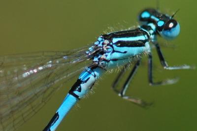<i>Coenagrion mercuriale</i>