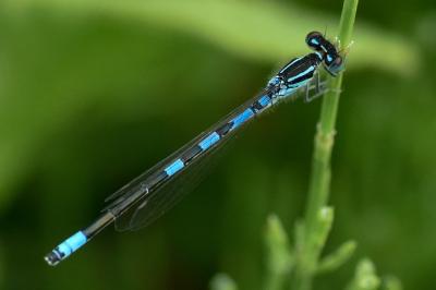 <i>Coenagrion scitulum</i>