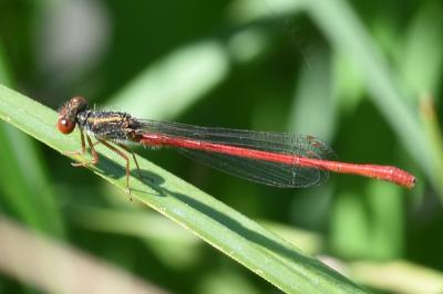 <i>Ceriagrion tenellum</i>
