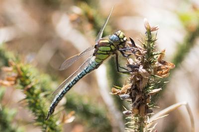 <i>Brachytron pratense</i>