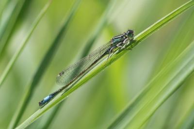 <i>Ischnura elegans</i>