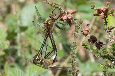 <i>Cordulia aenea</i>