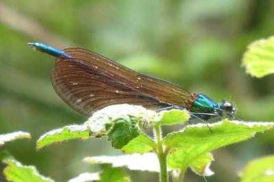 <i>Calopteryx virgo</i>