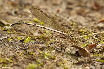 <i>Platycnemis pennipes</i>