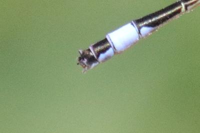 <i>Ischnura elegans</i>