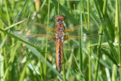 <i>Libellula fulva</i>